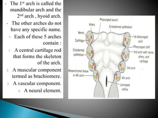 • The 1st arch is called the
mandibular arch and the
2nd arch , hyoid arch.
• The other arches do not
have any specific name.
• Each of these 5 arches
contain :
1. A central cartilage rod
that forms the skeleton
of the arch.
2. A muscular component
termed as brachiomere.
3. A vascular component.
4. A neural element.
 