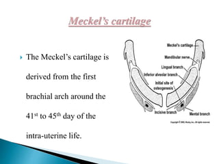  The Meckel’s cartilage is
derived from the first
brachial arch around the
41st to 45th day of the
intra-uterine life.
 