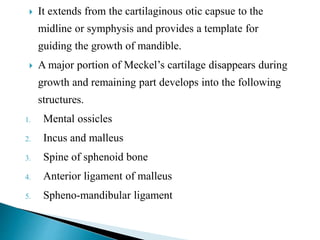  It extends from the cartilaginous otic capsue to the
midline or symphysis and provides a template for
guiding the growth of mandible.
 A major portion of Meckel’s cartilage disappears during
growth and remaining part develops into the following
structures.
1. Mental ossicles
2. Incus and malleus
3. Spine of sphenoid bone
4. Anterior ligament of malleus
5. Spheno-mandibular ligament
 