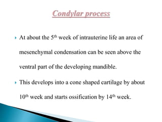  At about the 5th week of intrauterine life an area of
mesenchymal condensation can be seen above the
ventral part of the developing mandible.
 This develops into a cone shaped cartilage by about
10th week and starts ossification by 14th week.
 