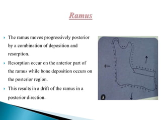  The ramus moves progressively posterior
by a combination of deposition and
resorption.
 Resorption occur on the anterior part of
the ramus while bone deposition occurs on
the posterior region.
 This results in a drift of the ramus in a
posterior direction.
 