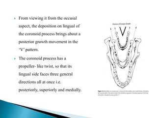  From viewing it from the occusal
aspect, the deposition on lingual of
the coronoid process brings about a
posterior growth movement in the
‘V’ pattern.
 The coronoid process has a
propeller- like twist, so that its
lingual side faces three general
directions all at once i.e.
posteriorly, superiorly and medially.
 