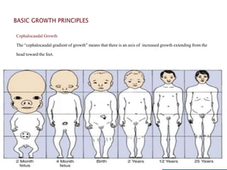Cephalocaudal Growth
The “cephalocaudal gradient of growth” means that there is an axis of increased growth extending from the
head toward the feet.
 