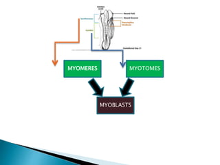 MYOMERES MYOTOMES
MYOBLASTS
 