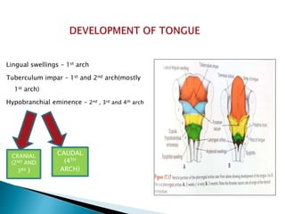 Lingual swellings – 1st arch
Tuberculum impar – 1st and 2nd arch(mostly
1st arch)
Hypobranchial eminence – 2nd , 3rd and 4th arch
CRANIAL
(2ND AND
3RD )
CAUDAL
(4TH
ARCH)
 