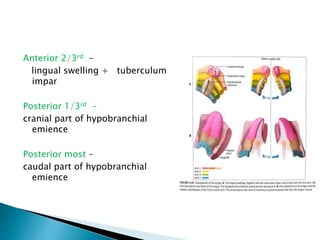 Anterior 2/3rd -
lingual swelling + tuberculum
impar
Posterior 1/3rd -
cranial part of hypobranchial
emience
Posterior most –
caudal part of hypobranchial
emience
 