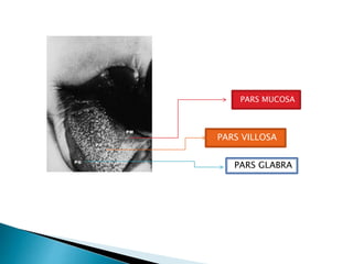 PARS MUCOSA
PARS VILLOSA
PARS GLABRA
 