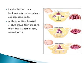  incisive foramen is the
landmark between the primary
and secondary parts.
 At the same time the nasal
septum grows down and joins
the cephalic aspect of newly
formed palate.
 