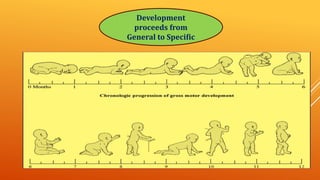 Development
proceeds from
General to Specific
 