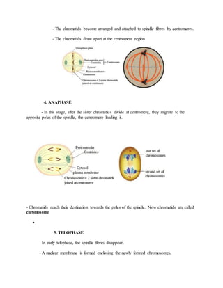 - The chromatids become arranged and attached to spindle fibres by centromeres.
- The chromatids draw apart at the centromere region
4. ANAPHASE
- In this stage, after the sister chromatids divide at centromere, they migrate to the
apposite poles of the spindle, the centromere leading it.
- Chromatids reach their destination towards the poles of the spindle. Now chromatids are called
chromosome

5. TELOPHASE
- In early telophase, the spindle fibres disappear,
- A nuclear membrane is formed enclosing the newly formed chromosomes.
 