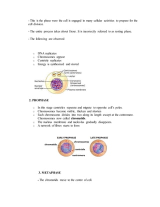 - This is the phase were the cell is engaged in many cellular activities to prepare for the
cell division.
- The entire process takes about 1hour. It is incorrectly referred to as resting phase.
- The following are observed
o DNA replicates
o Chromosomes appear
o Centriole replicates
o Energy is synthesized and stored
2. PROPHASE
o In this stage centrioles separate and migrate to opposite cell’s poles.
o Chromosomes become visible, thicken and shorten
o Each chromosome divides into two along its length except at the centromere.
Chromosomes now called chromatids.
o The nucleus membrane and nucleolus gradually disappears.
o A network of fibres starts to form
3. METAPHASE
- The chromatids move to the centre of cell.
 