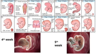 Growth and development of the Human embryo.pptx