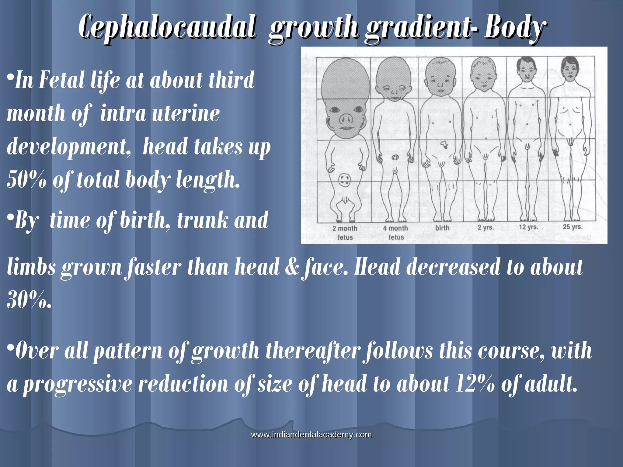 Cephalocaudal growth gradient- BodyCephalocaudal growth gradient- Body
•In Fetal life at about third
month of intra uterine
development, head takes up
50% of total body length.
•By time of birth, trunk and
limbs grown faster than head & face. Head decreased to about
30%.
•Over all pattern of growth thereafter follows this course, with
a progressive reduction of size of head to about 12% of adult.
www.indiandentalacademy.comwww.indiandentalacademy.com
 