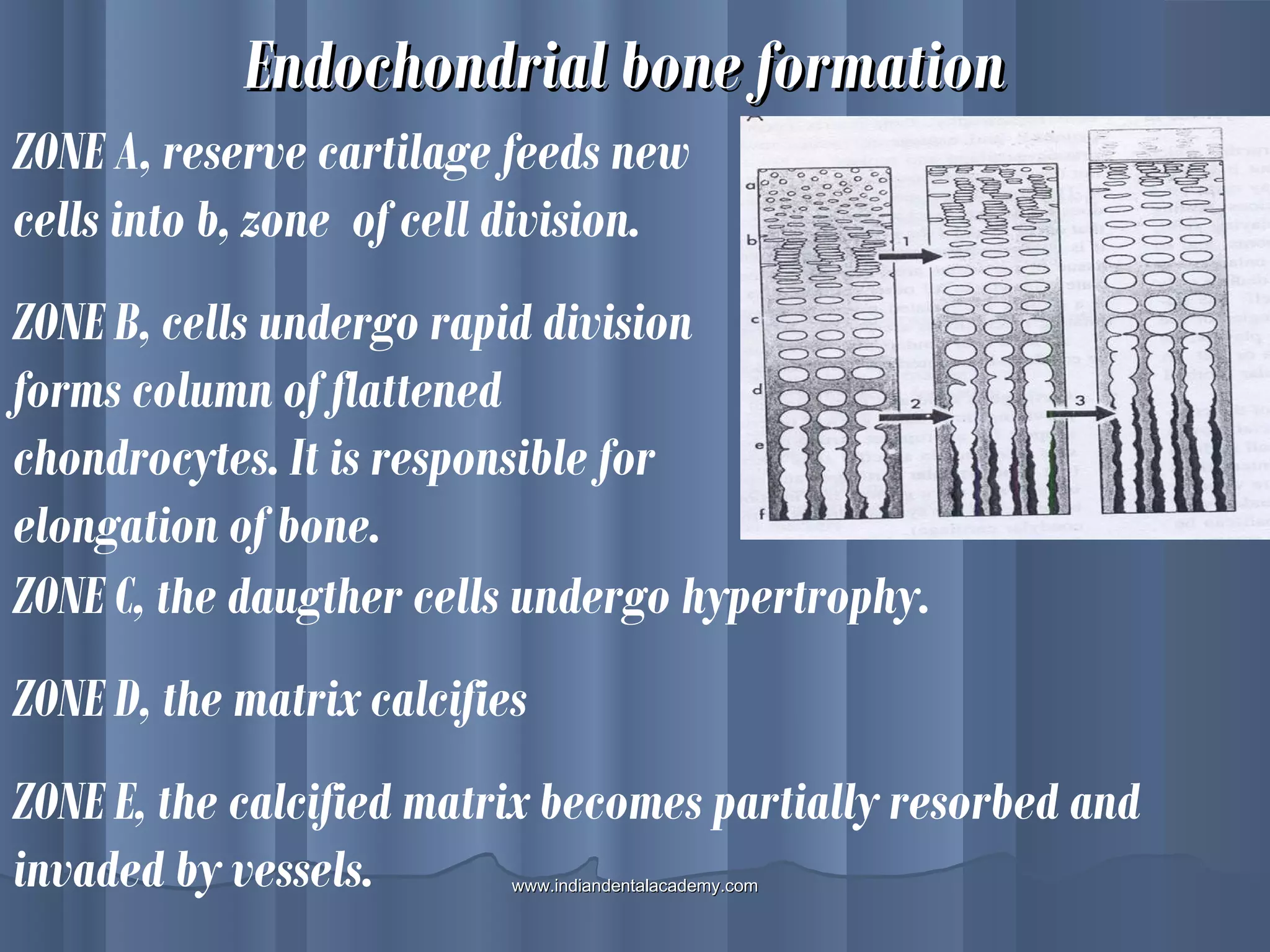 Endochondrial bone formationEndochondrial bone formation
ZONE A, reserve cartilage feeds new
cells into b, zone of cell division.
ZONE B, cells undergo rapid division
forms column of flattened
chondrocytes. It is responsible for
elongation of bone.
ZONE C, the daugther cells undergo hypertrophy.
ZONE D, the matrix calcifies
ZONE E, the calcified matrix becomes partially resorbed and
invaded by vessels. www.indiandentalacademy.comwww.indiandentalacademy.com
 