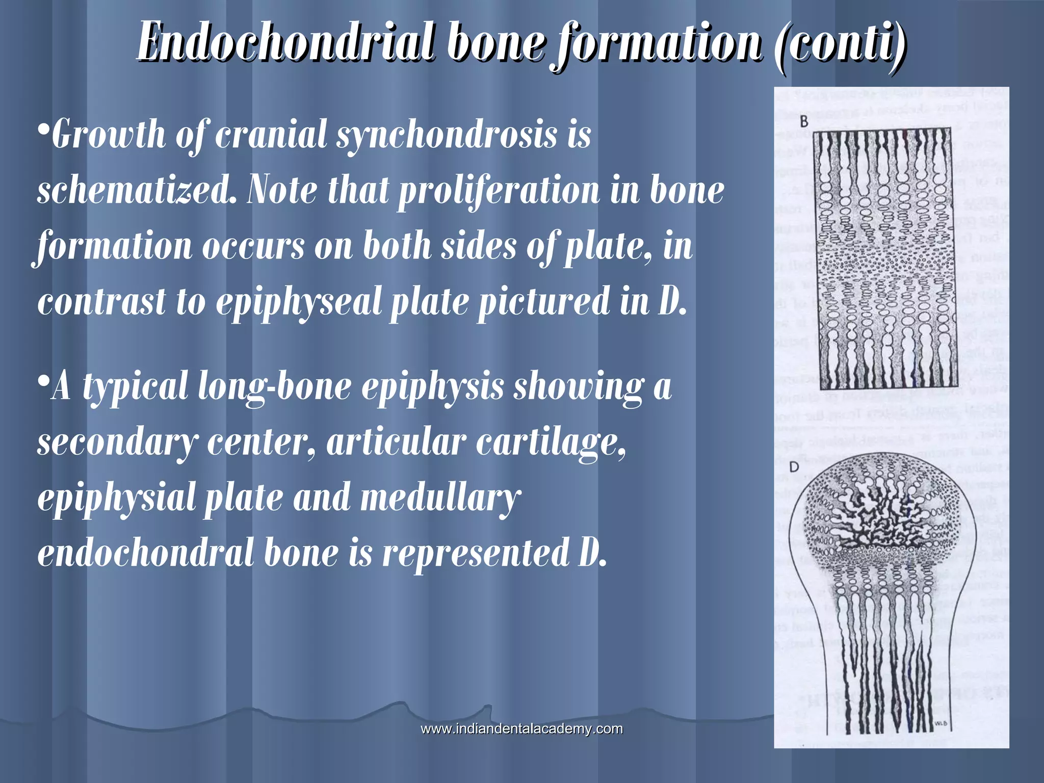 Endochondrial bone formation (conti)Endochondrial bone formation (conti)
•Growth of cranial synchondrosis is
schematized. Note that proliferation in bone
formation occurs on both sides of plate, in
contrast to epiphyseal plate pictured in D.
•A typical long-bone epiphysis showing a
secondary center, articular cartilage,
epiphysial plate and medullary
endochondral bone is represented D.
www.indiandentalacademy.comwww.indiandentalacademy.com
 