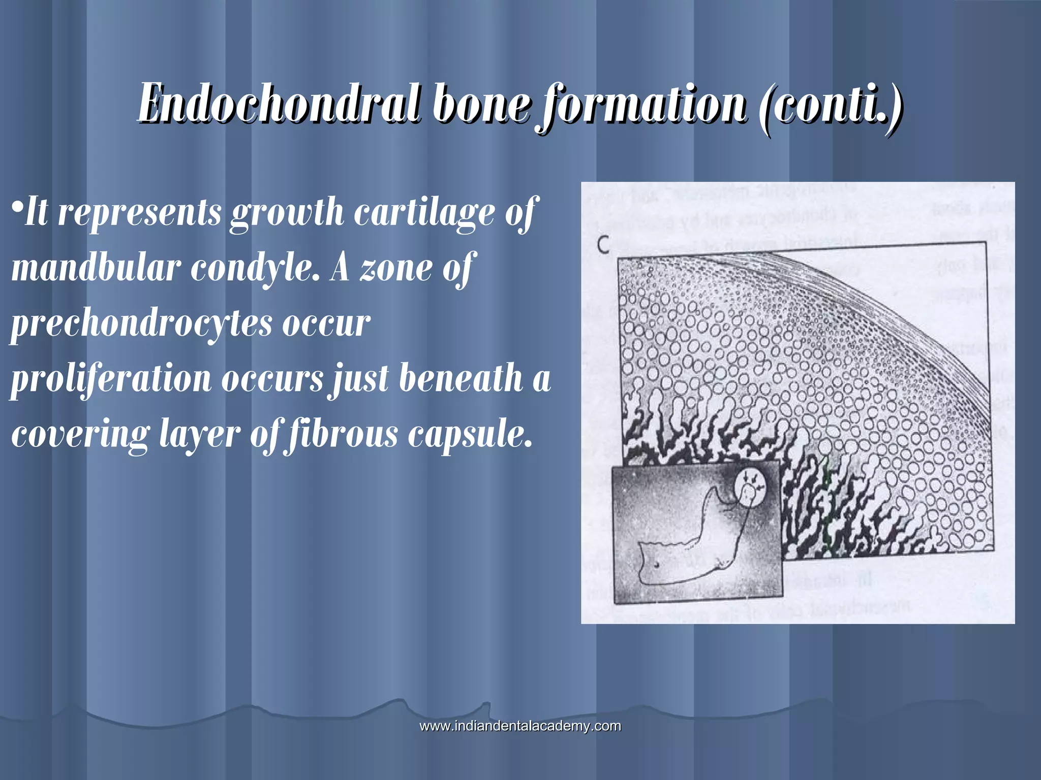 Endochondral bone formation (conti.)Endochondral bone formation (conti.)
•It represents growth cartilage of
mandbular condyle. A zone of
prechondrocytes occur
proliferation occurs just beneath a
covering layer of fibrous capsule.
www.indiandentalacademy.comwww.indiandentalacademy.com
 