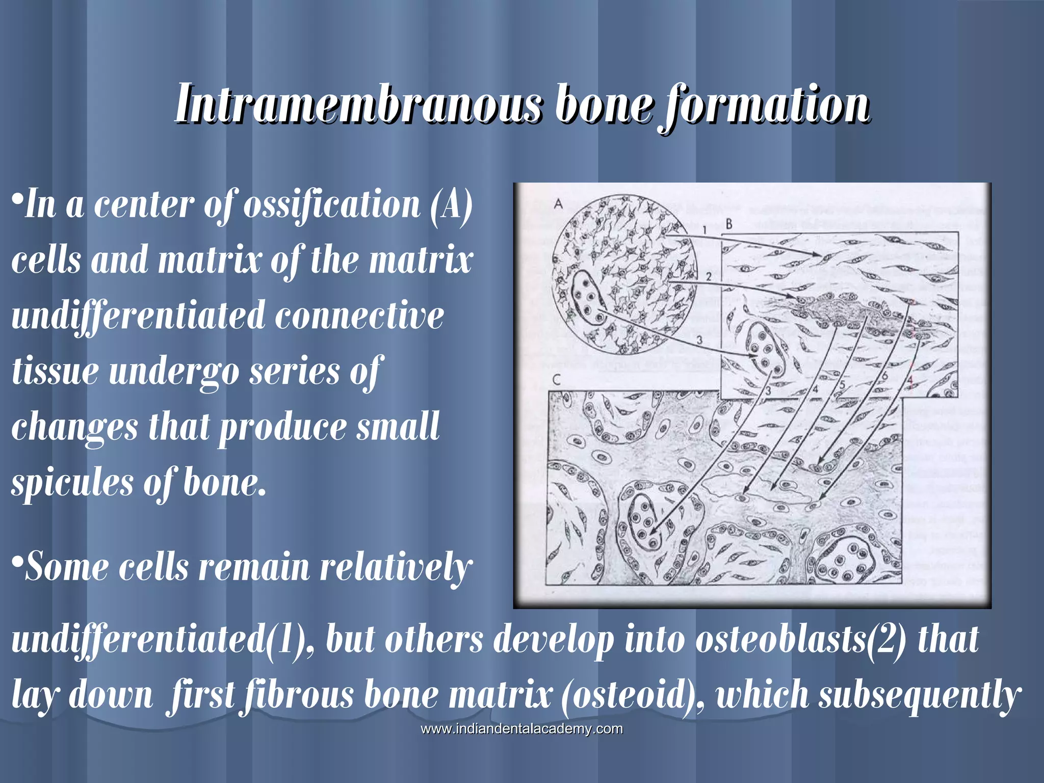 Intramembranous bone formationIntramembranous bone formation
•In a center of ossification (A)
cells and matrix of the matrix
undifferentiated connective
tissue undergo series of
changes that produce small
spicules of bone.
•Some cells remain relatively
undifferentiated(1), but others develop into osteoblasts(2) that
lay down first fibrous bone matrix (osteoid), which subsequently
www.indiandentalacademy.comwww.indiandentalacademy.com
 