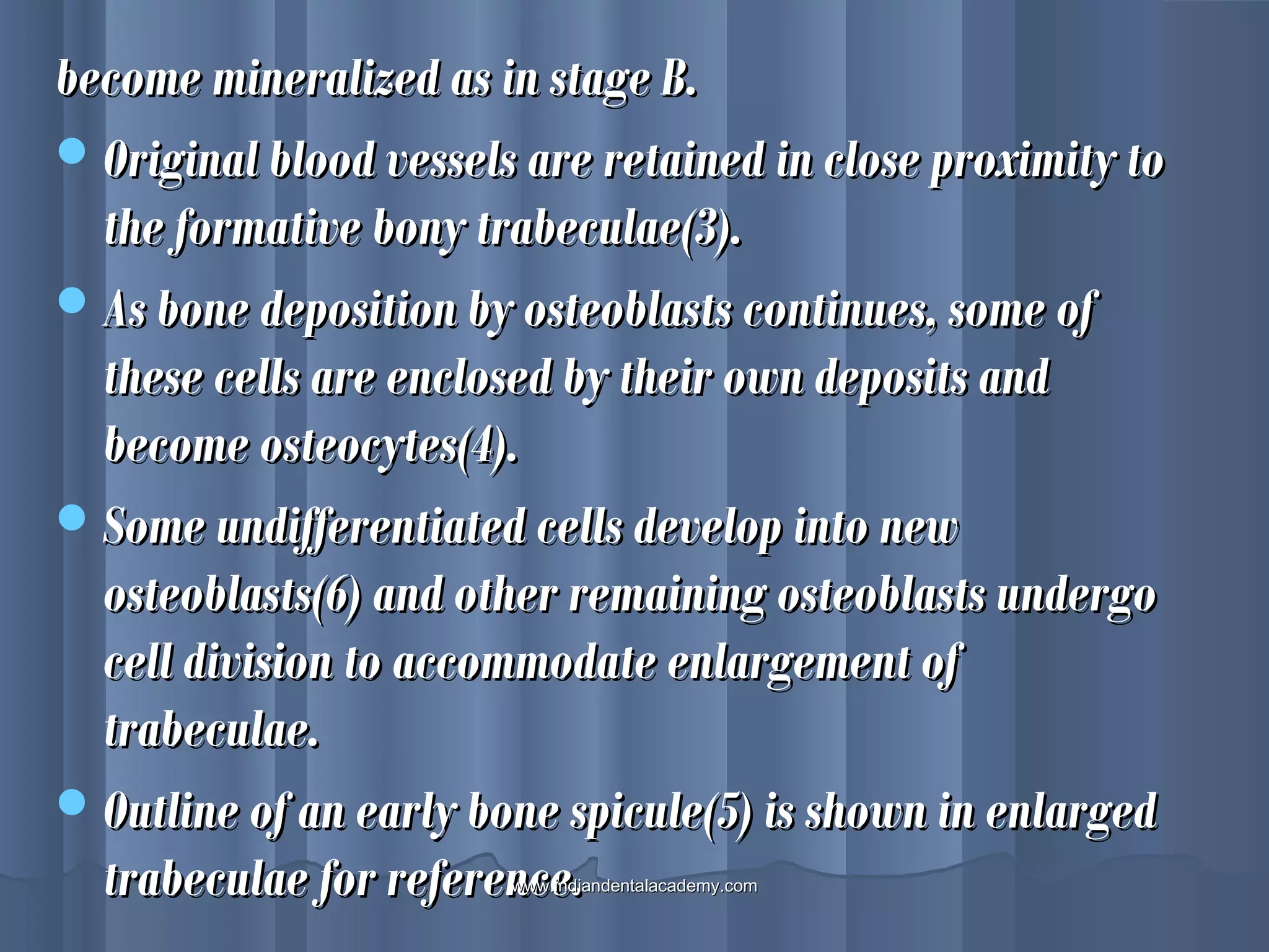 become mineralized as in stage B.become mineralized as in stage B.
Original blood vessels are retained in close proximity toOriginal blood vessels are retained in close proximity to
the formative bony trabeculae(3).the formative bony trabeculae(3).
As bone deposition by osteoblasts continues, some ofAs bone deposition by osteoblasts continues, some of
these cells are enclosed by their own deposits andthese cells are enclosed by their own deposits and
become osteocytes(4).become osteocytes(4).
Some undifferentiated cells develop into newSome undifferentiated cells develop into new
osteoblasts(6) and other remaining osteoblasts undergoosteoblasts(6) and other remaining osteoblasts undergo
cell division to accommodate enlargement ofcell division to accommodate enlargement of
trabeculae.trabeculae.
Outline of an early bone spicule(5) is shown in enlargedOutline of an early bone spicule(5) is shown in enlarged
trabeculae for reference.trabeculae for reference.www.indiandentalacademy.comwww.indiandentalacademy.com
 