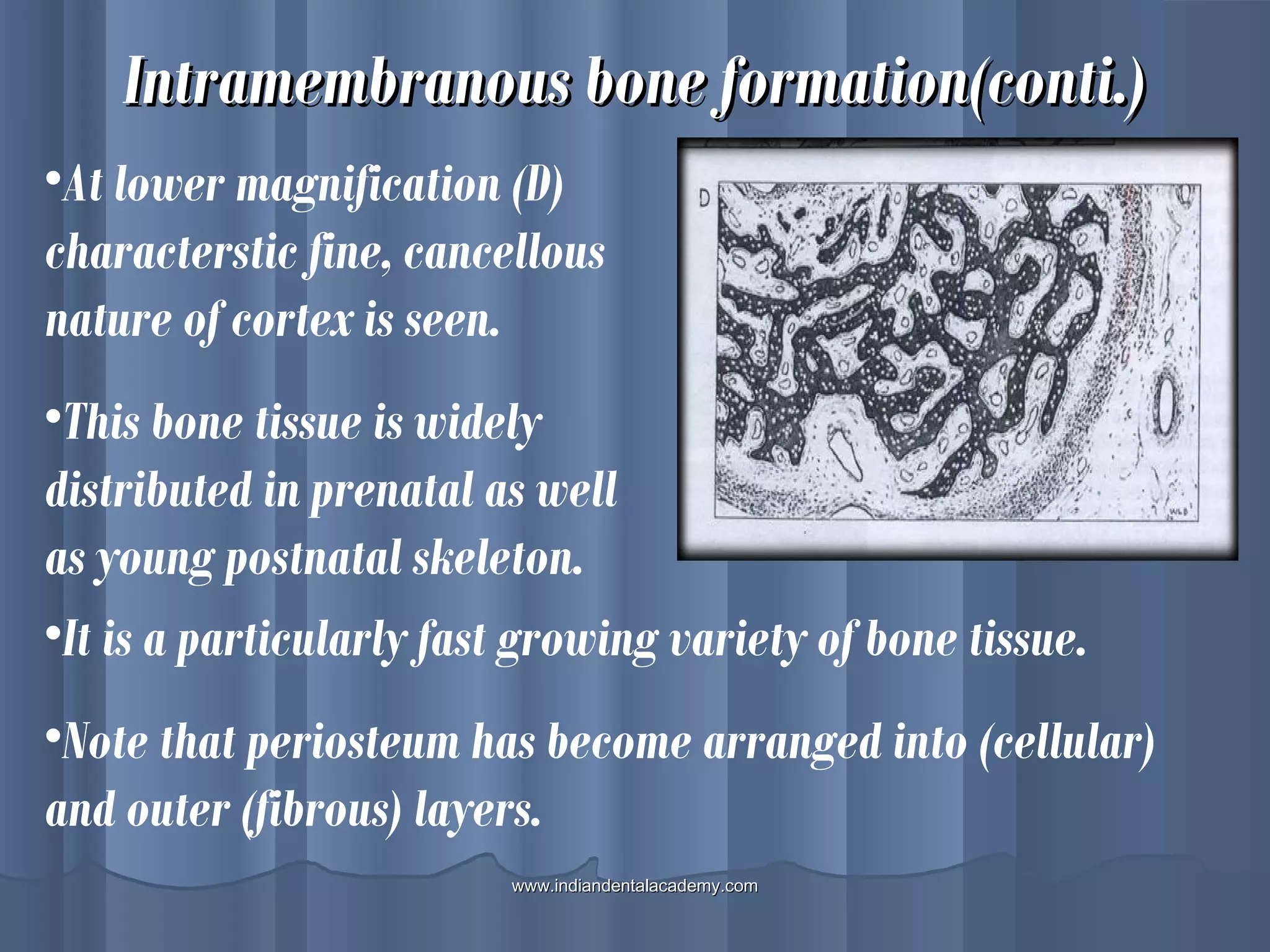 Intramembranous bone formation(conti.)Intramembranous bone formation(conti.)
•At lower magnification (D)
characterstic fine, cancellous
nature of cortex is seen.
•This bone tissue is widely
distributed in prenatal as well
as young postnatal skeleton.
•It is a particularly fast growing variety of bone tissue.
•Note that periosteum has become arranged into (cellular)
and outer (fibrous) layers.
www.indiandentalacademy.comwww.indiandentalacademy.com
 