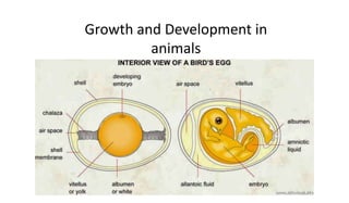 Growth and Development in
animals
 