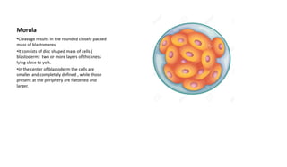 Morula
•Cleavage results in the rounded closely packed
mass of blastomeres
•It consists of disc shaped mass of cells (
blastoderm) two or more layers of thickness
lying close to yolk.
•In the center of blastoderm the cells are
smaller and completely defined , while those
present at the periphery are flattened and
larger.
 