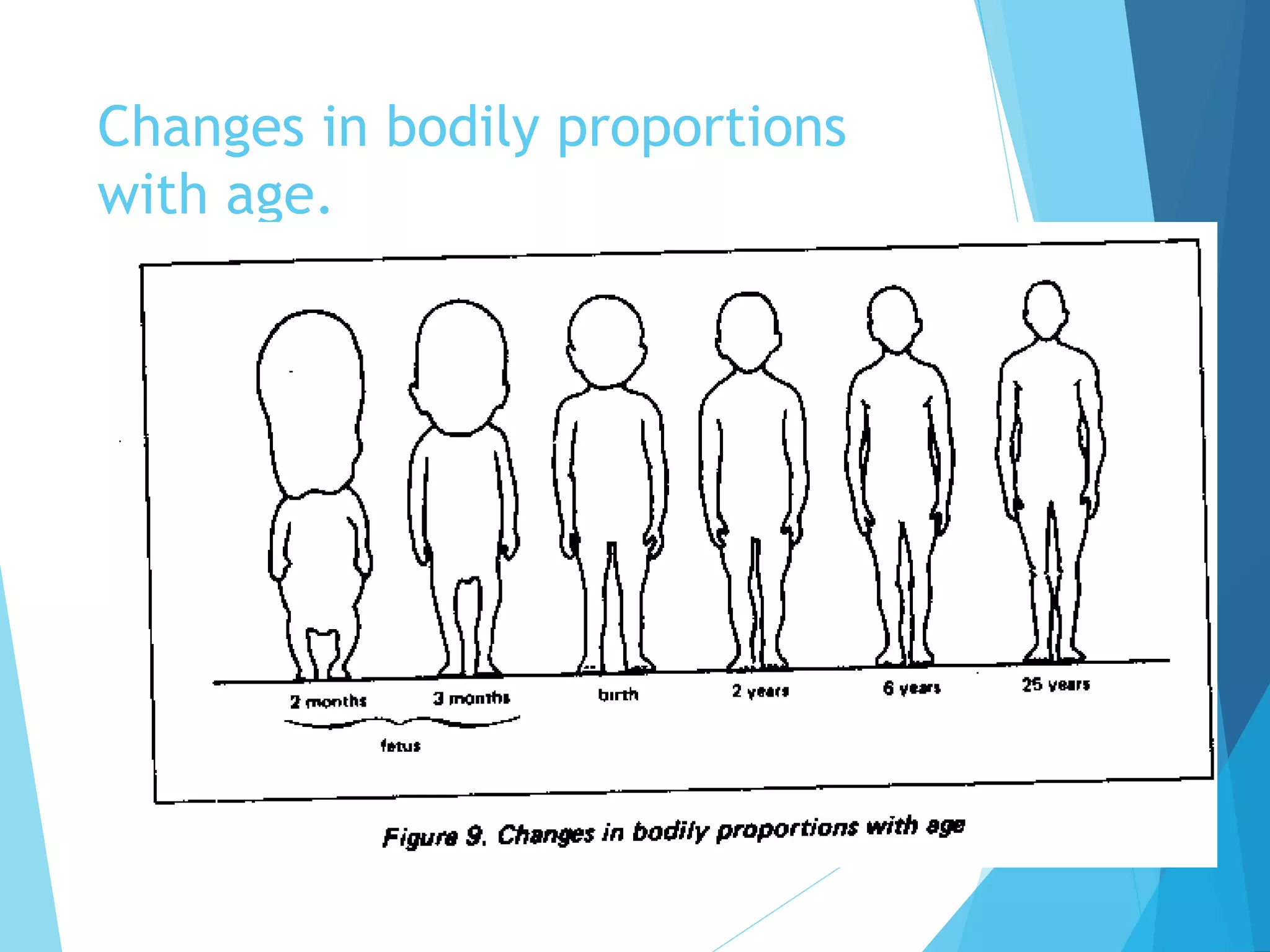 Changes in bodily proportions
with age.
 