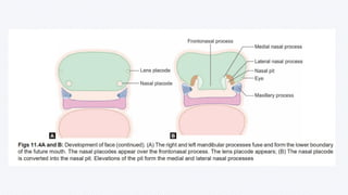 Growth_and_development_of_Face in human body | PPTX