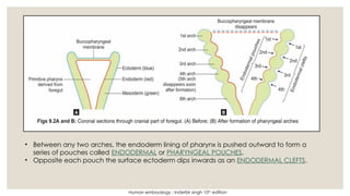 Endodermal Suture GROWTH AND DEVELOPMENT OF FACE in Dental | PPTX