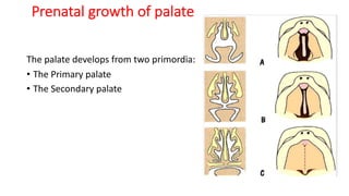 Growth and development of facial structures | PDF