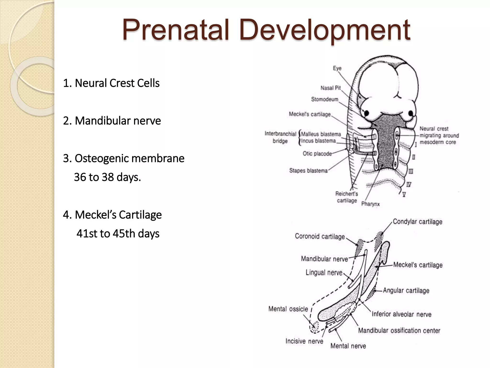 Mandible Development Growth and Development of mandible.pptx