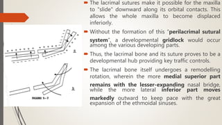 Growth and Development of maxilla and nasomaxillary complex | PPTX