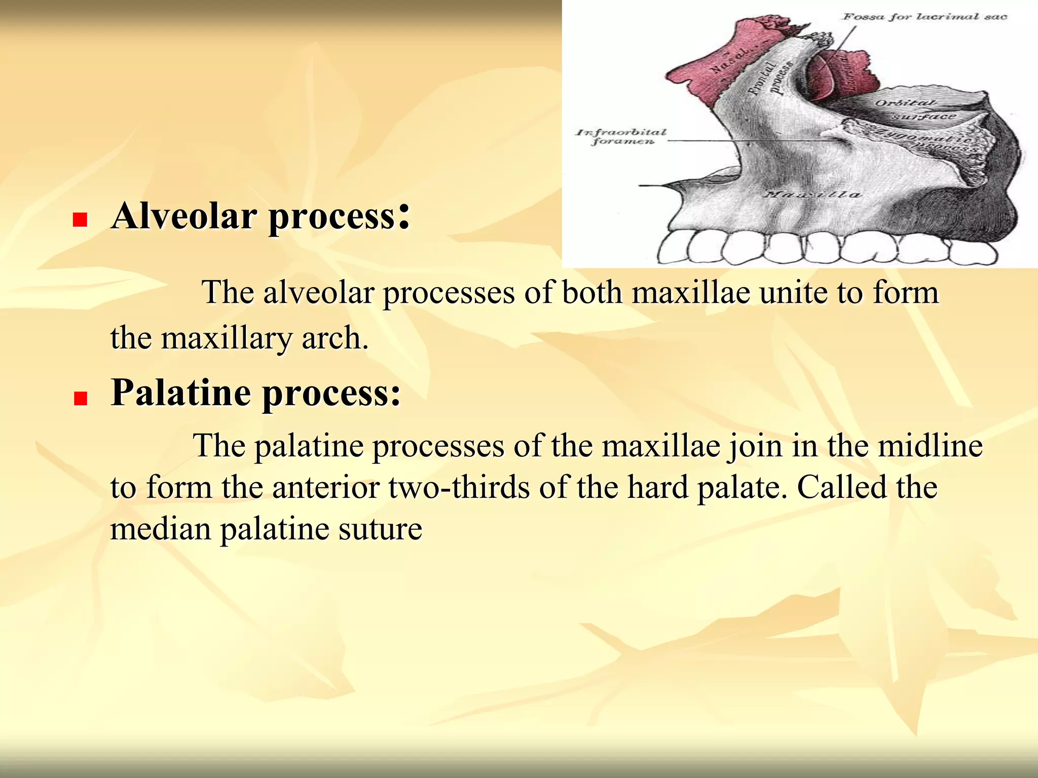  Alveolar process:
The alveolar processes of both maxillae unite to form
the maxillary arch.
Palatine process:
The palatine processes of the maxillae join in the midline
to form the anterior two-thirds of the hard palate. Called the
median palatine suture
 
