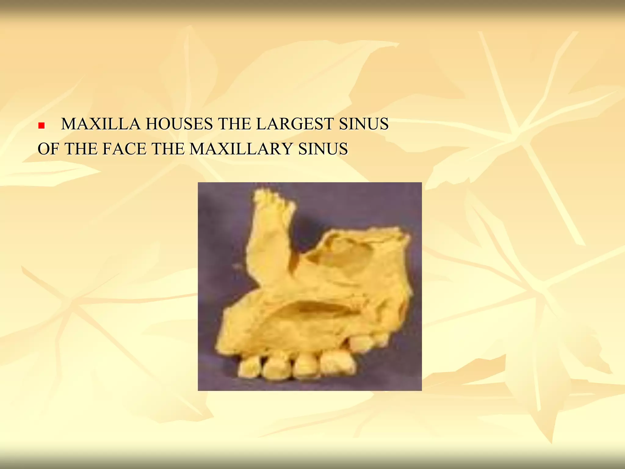  MAXILLA HOUSES THE LARGEST SINUS
OF THE FACE THE MAXILLARY SINUS
 