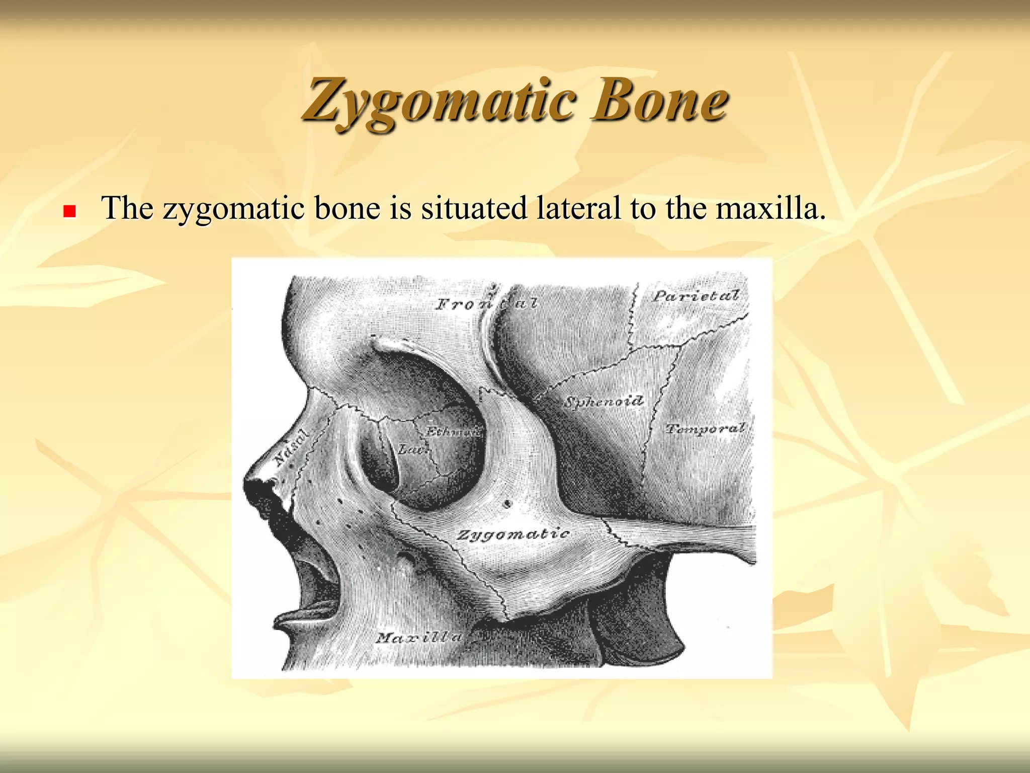 Zygomatic Bone
 The zygomatic bone is situated lateral to the maxilla.
 