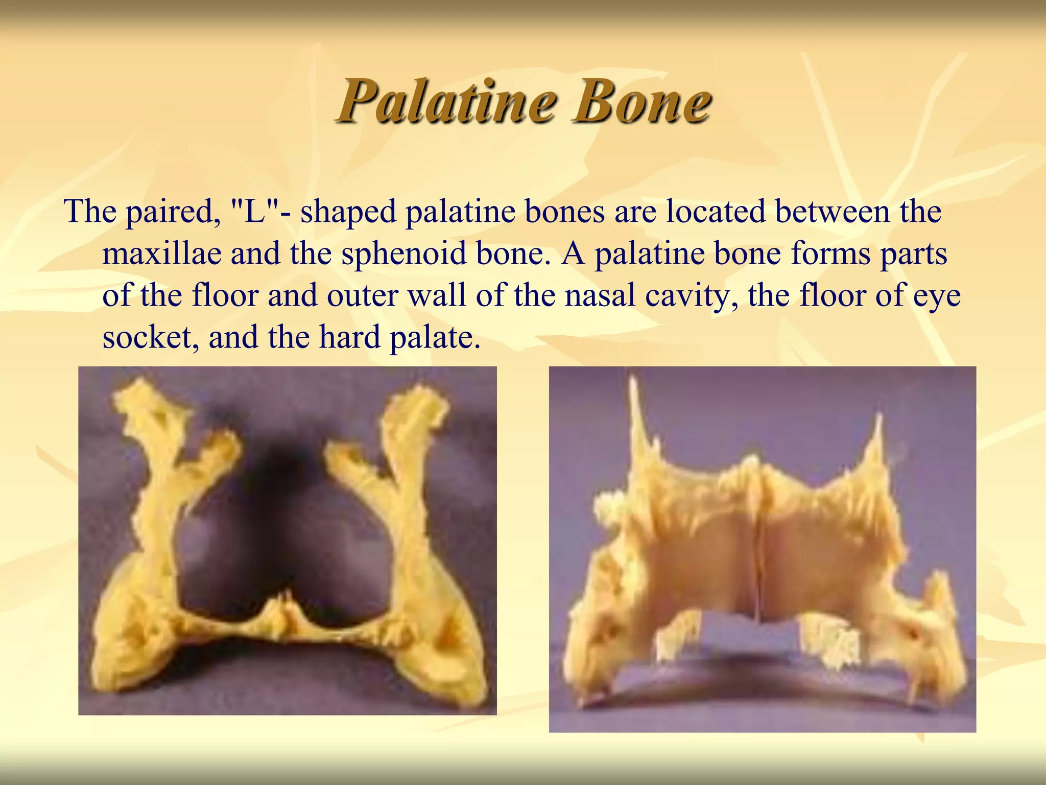 Palatine Bone
The paired, "L"- shaped palatine bones are located between the
maxillae and the sphenoid bone. A palatine bone forms parts
of the floor and outer wall of the nasal cavity, the floor of eye
socket, and the hard palate.
 