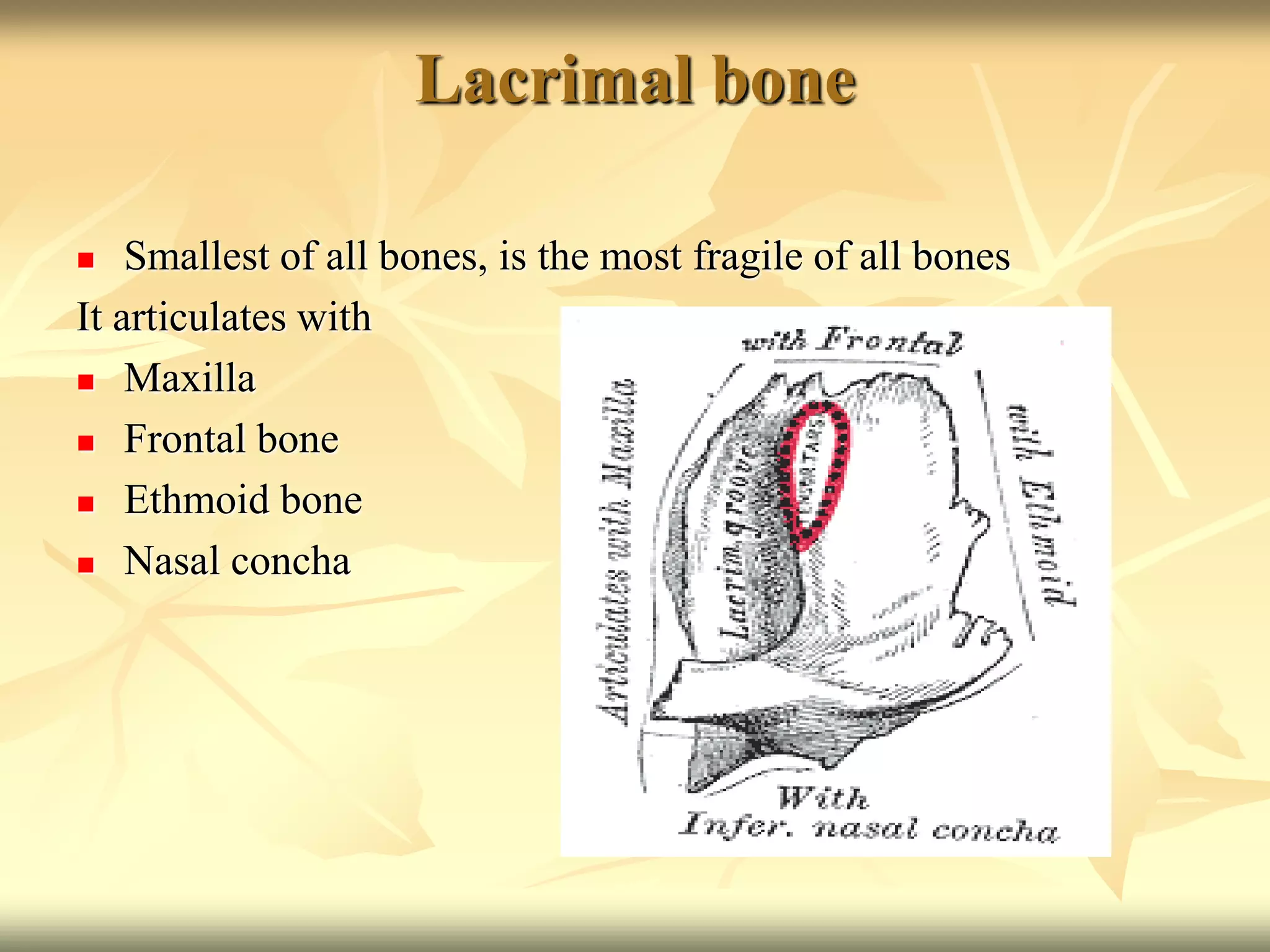 Lacrimal bone
 Smallest of all bones, is the most fragile of all bones
It articulates with
 Maxilla
 Frontal bone
 Ethmoid bone
 Nasal concha
 