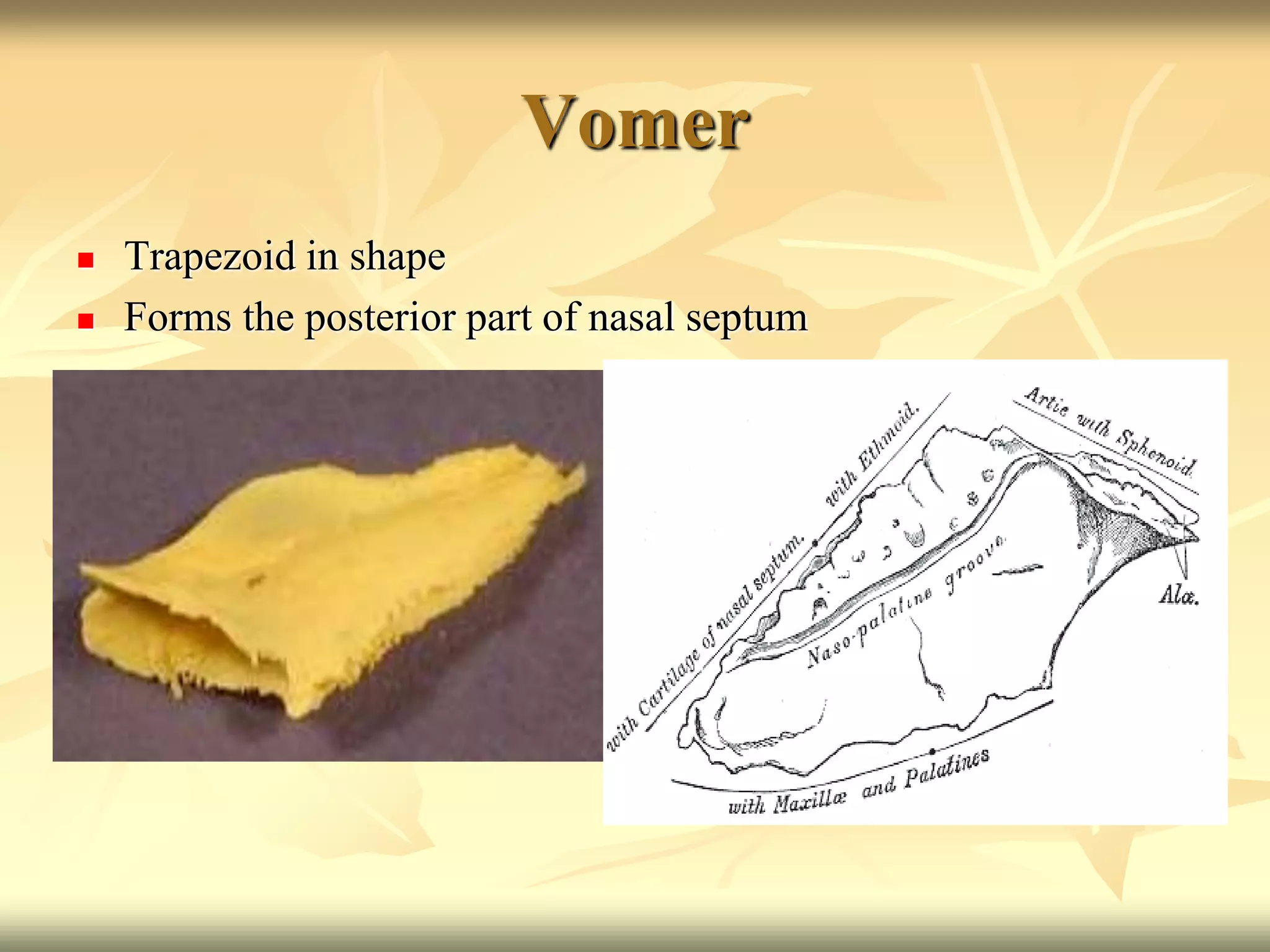 Vomer
 Trapezoid in shape
 Forms the posterior part of nasal septum
 