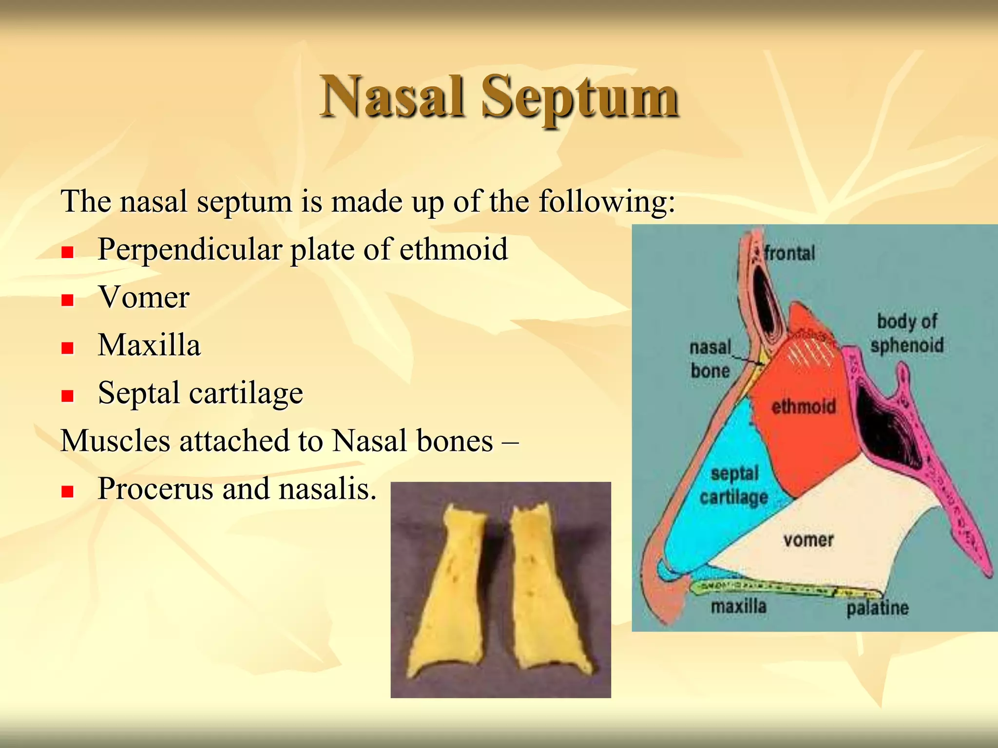 Nasal Septum
The nasal septum is made up of the following:
 Perpendicular plate of ethmoid
 Vomer
 Maxilla
 Septal cartilage
Muscles attached to Nasal bones –
 Procerus and nasalis.
 