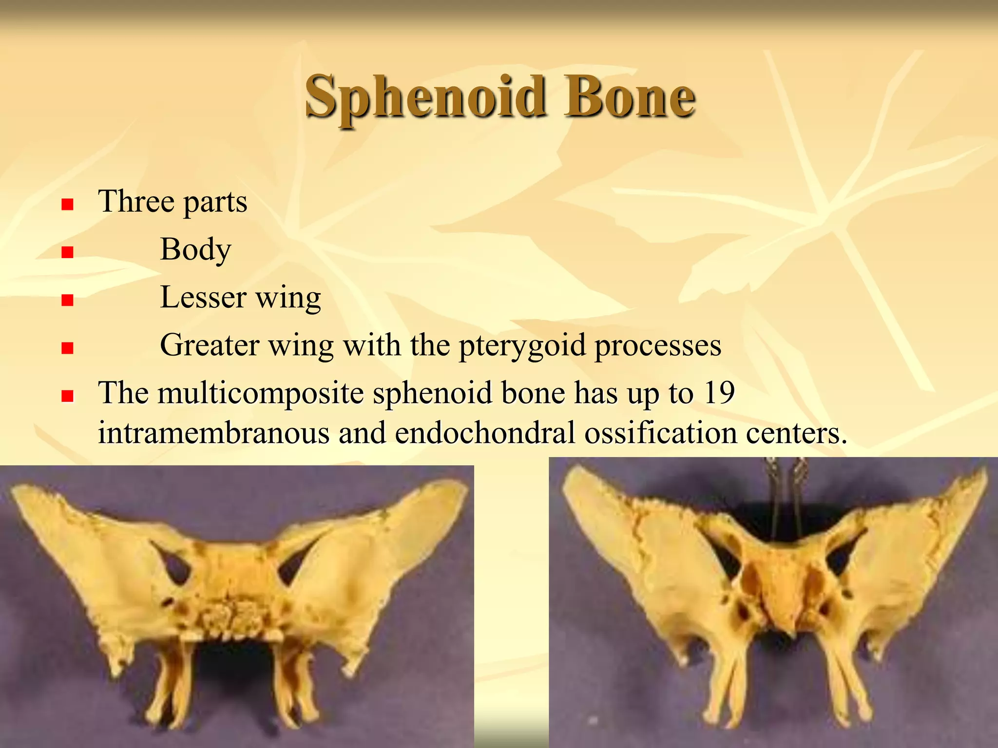 Sphenoid Bone
 Three parts
 Body
 Lesser wing
 Greater wing with the pterygoid processes
 The multicomposite sphenoid bone has up to 19
intramembranous and endochondral ossification centers.
 