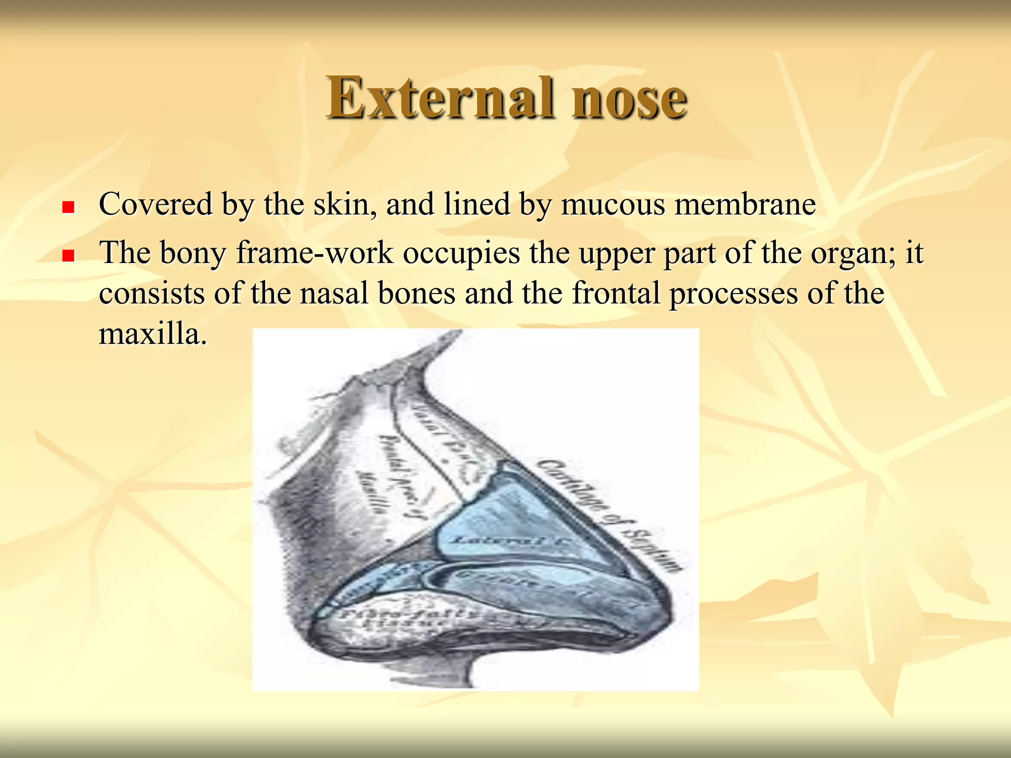 External nose
 Covered by the skin, and lined by mucous membrane
 The bony frame-work occupies the upper part of the organ; it
consists of the nasal bones and the frontal processes of the
maxilla.
 