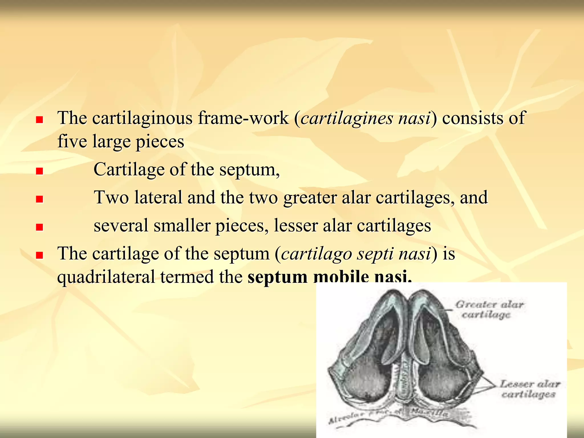  The cartilaginous frame-work (cartilagines nasi) consists of
five large pieces
 Cartilage of the septum,
 Two lateral and the two greater alar cartilages, and
 several smaller pieces, lesser alar cartilages
 The cartilage of the septum (cartilago septi nasi) is
quadrilateral termed the septum mobile nasi.
 
