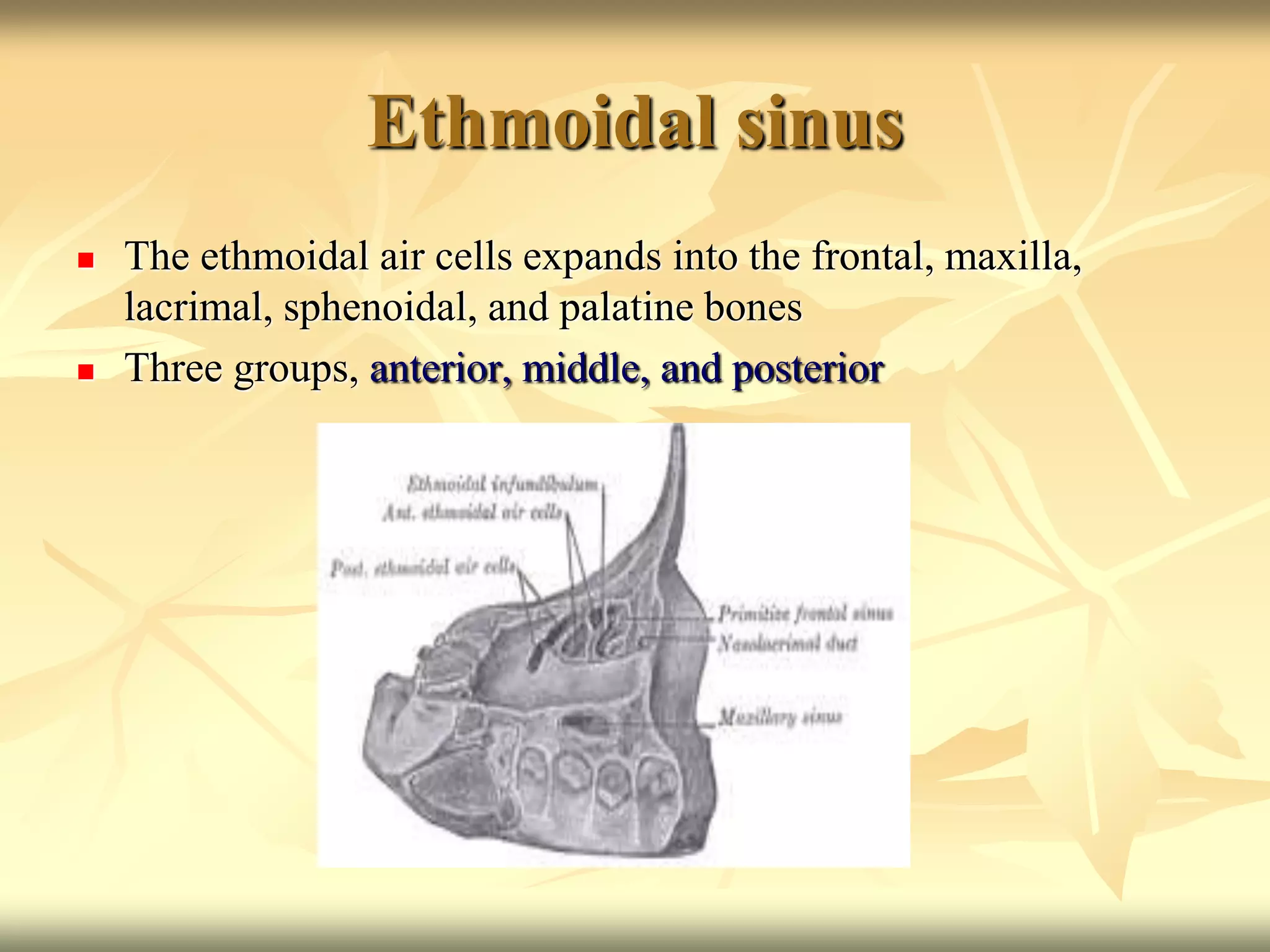 Ethmoidal sinus
 The ethmoidal air cells expands into the frontal, maxilla,
lacrimal, sphenoidal, and palatine bones
 Three groups, anterior, middle, and posterior
 