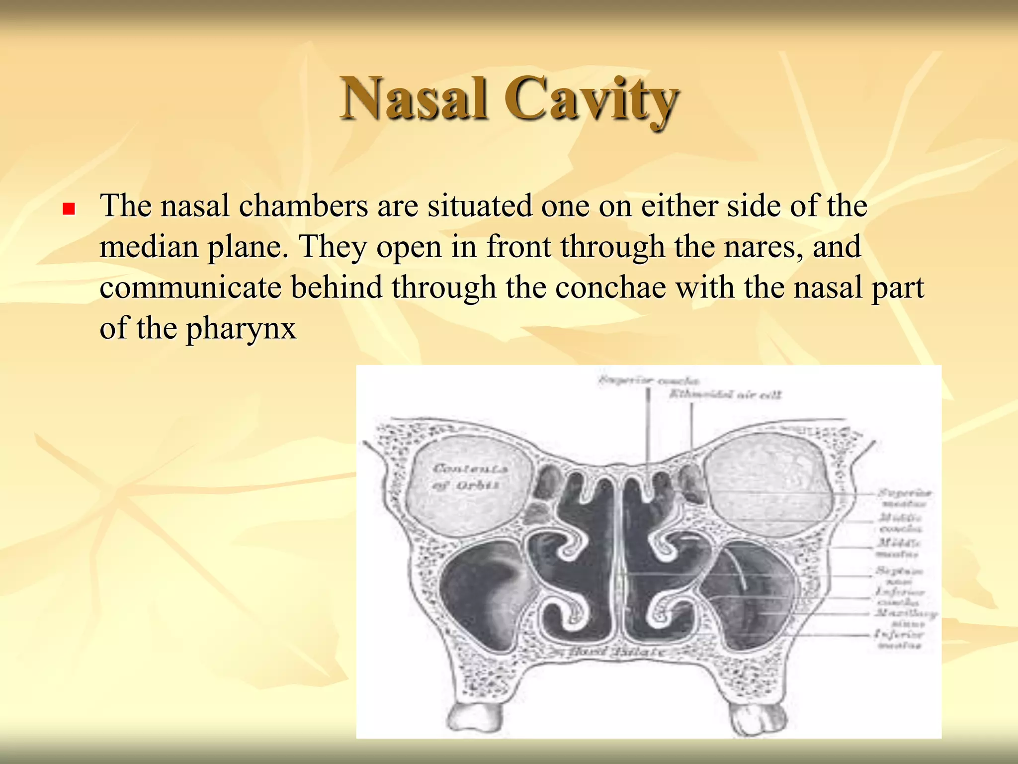 Nasal Cavity
 The nasal chambers are situated one on either side of the
median plane. They open in front through the nares, and
communicate behind through the conchae with the nasal part
of the pharynx
 
