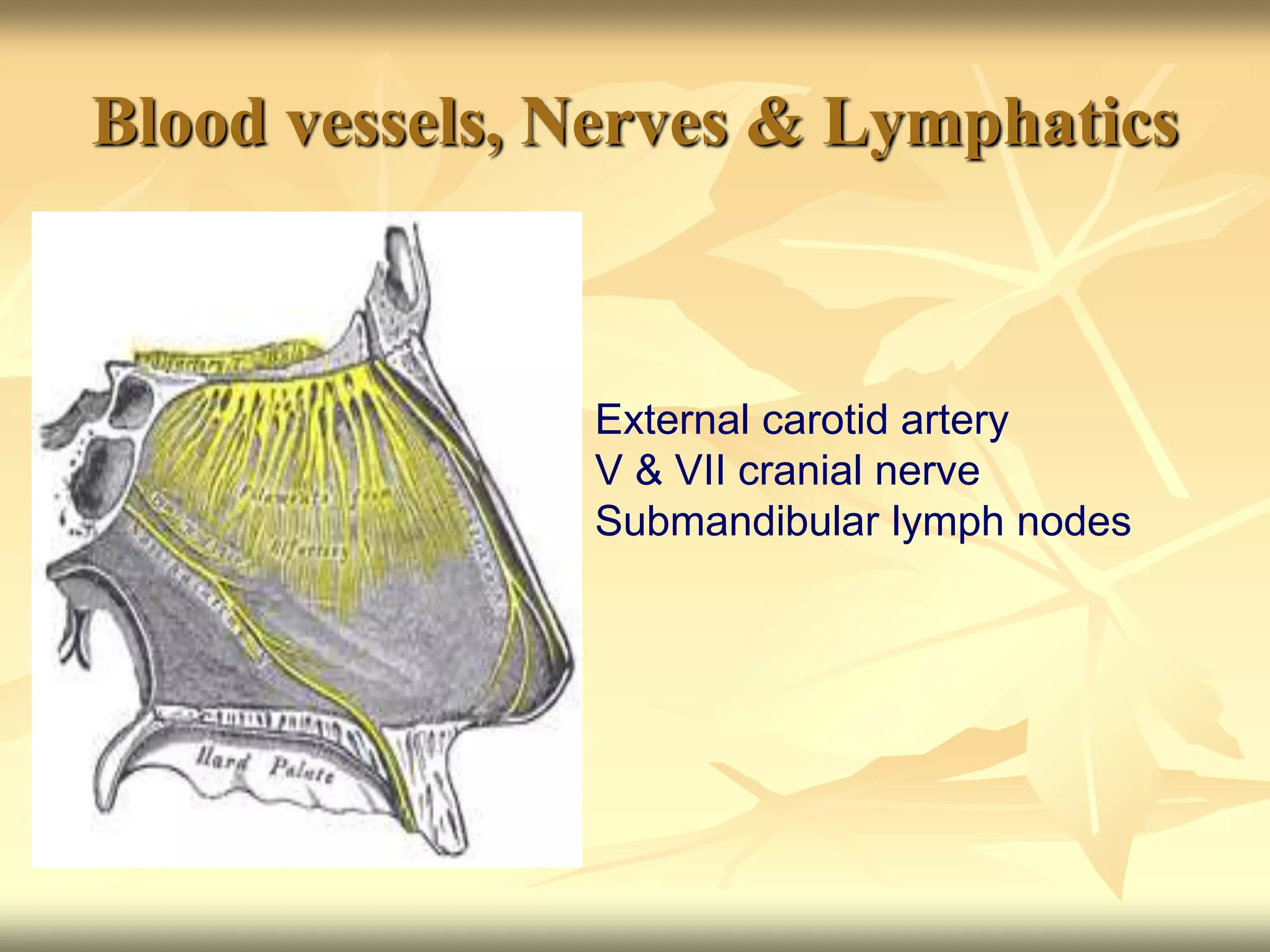 Blood vessels, Nerves & Lymphatics
External carotid artery
V & VII cranial nerve
Submandibular lymph nodes
 