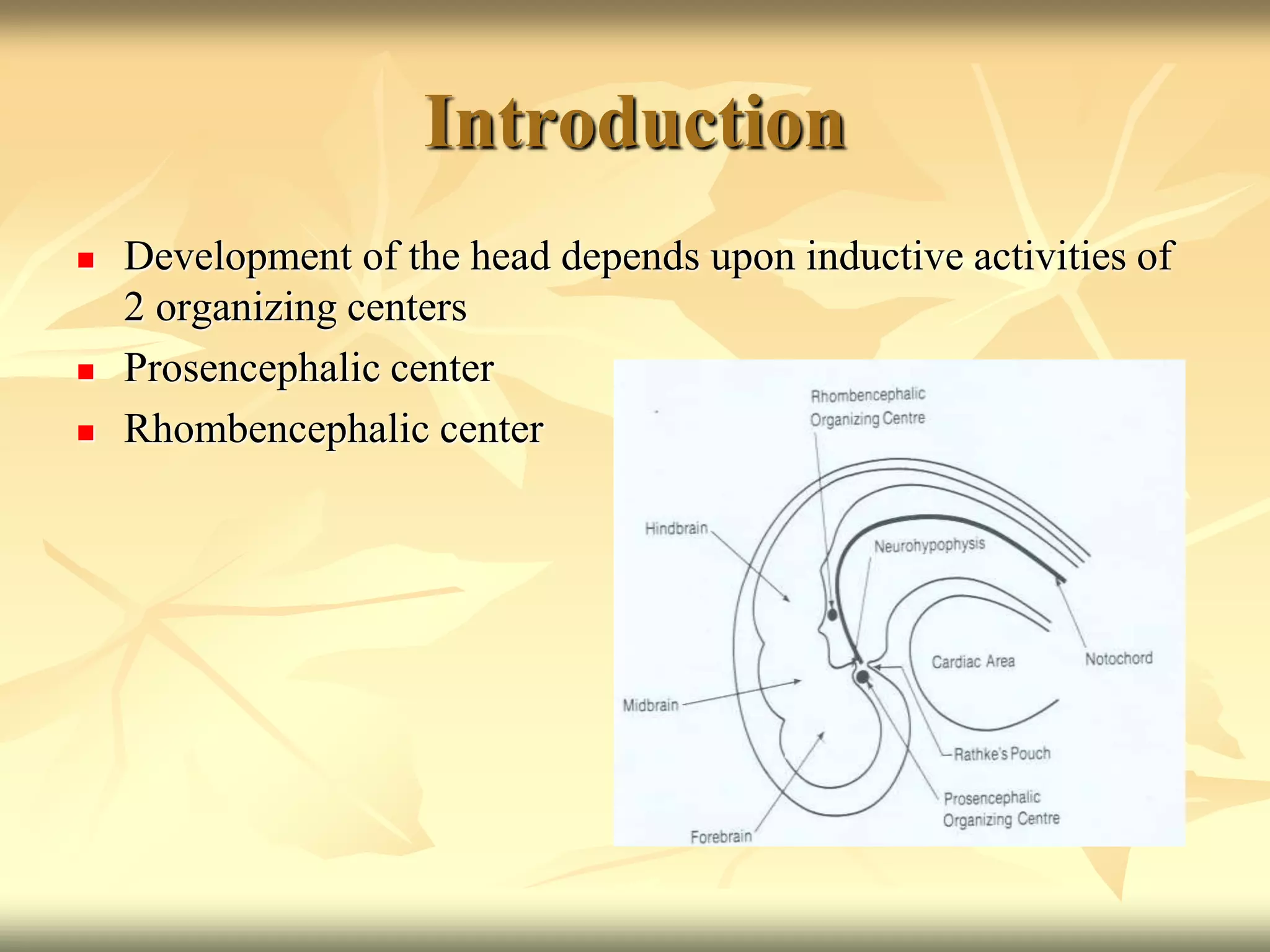Introduction
 Development of the head depends upon inductive activities of
2 organizing centers
 Prosencephalic center
 Rhombencephalic center
 