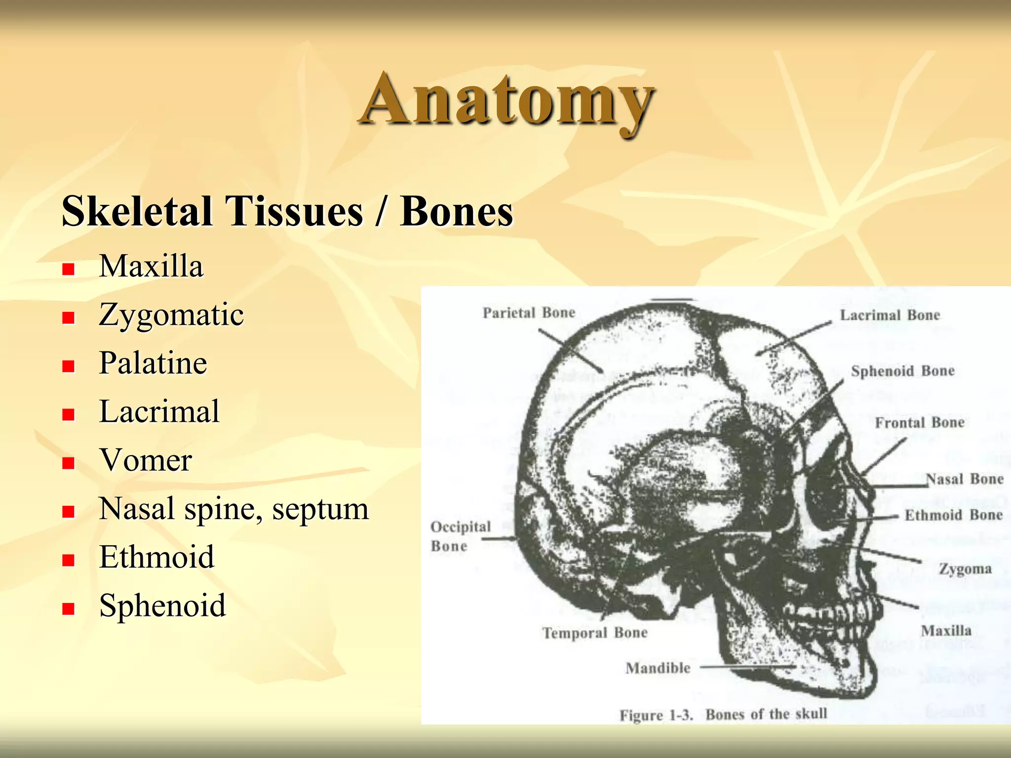 Anatomy
Skeletal Tissues / Bones
 Maxilla
 Zygomatic
 Palatine
 Lacrimal
 Vomer
 Nasal spine, septum
 Ethmoid
 Sphenoid
 