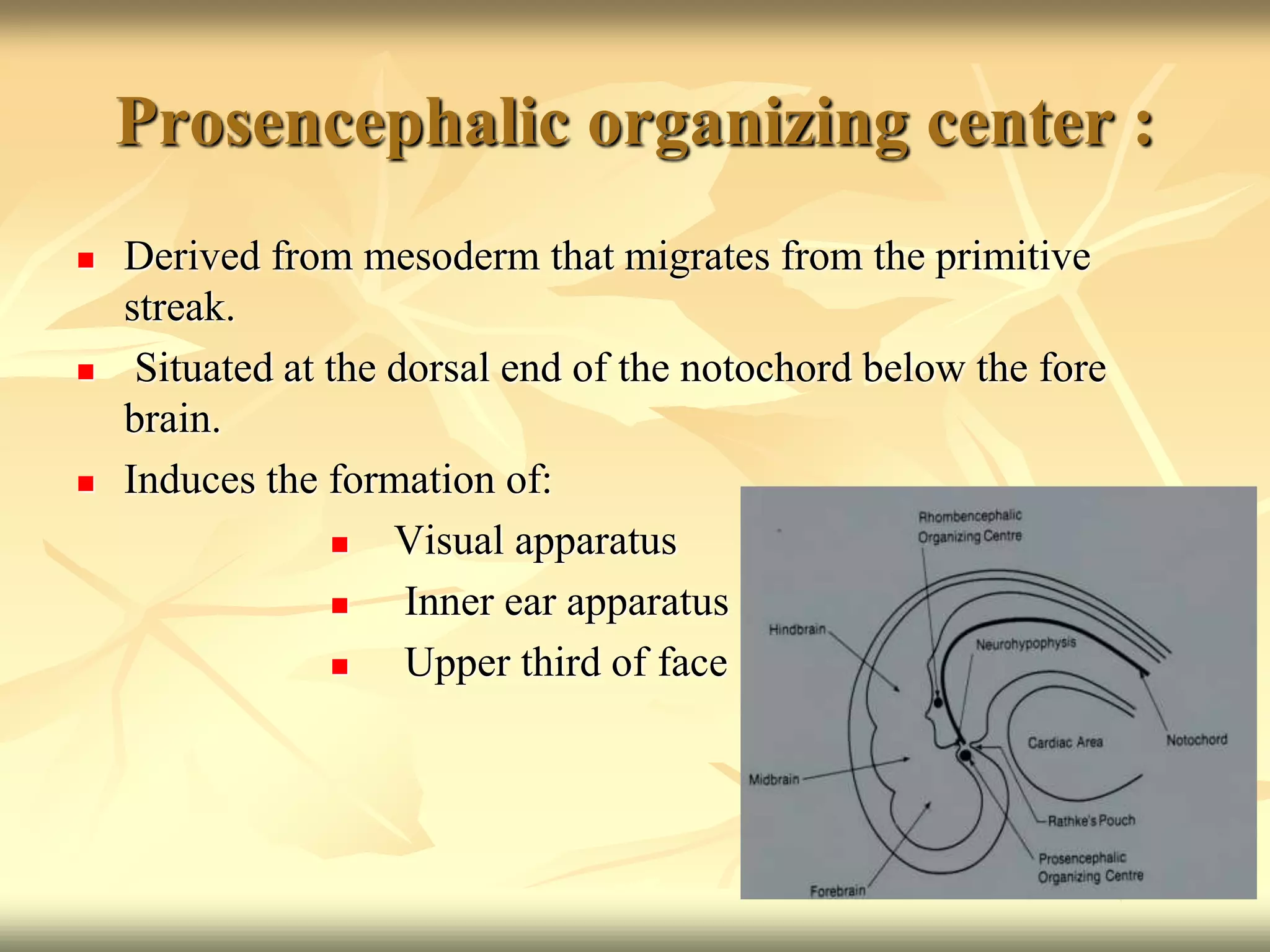 Prosencephalic organizing center :
 Derived from mesoderm that migrates from the primitive
streak.
 Situated at the dorsal end of the notochord below the fore
brain.
 Induces the formation of:
 Visual apparatus
 Inner ear apparatus
 Upper third of face
 