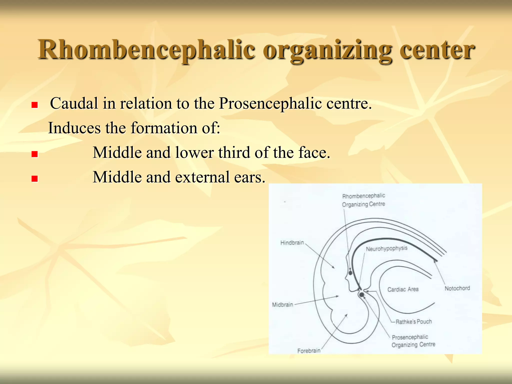 Rhombencephalic organizing center
 Caudal in relation to the Prosencephalic centre.
Induces the formation of:
 Middle and lower third of the face.
 Middle and external ears.
 