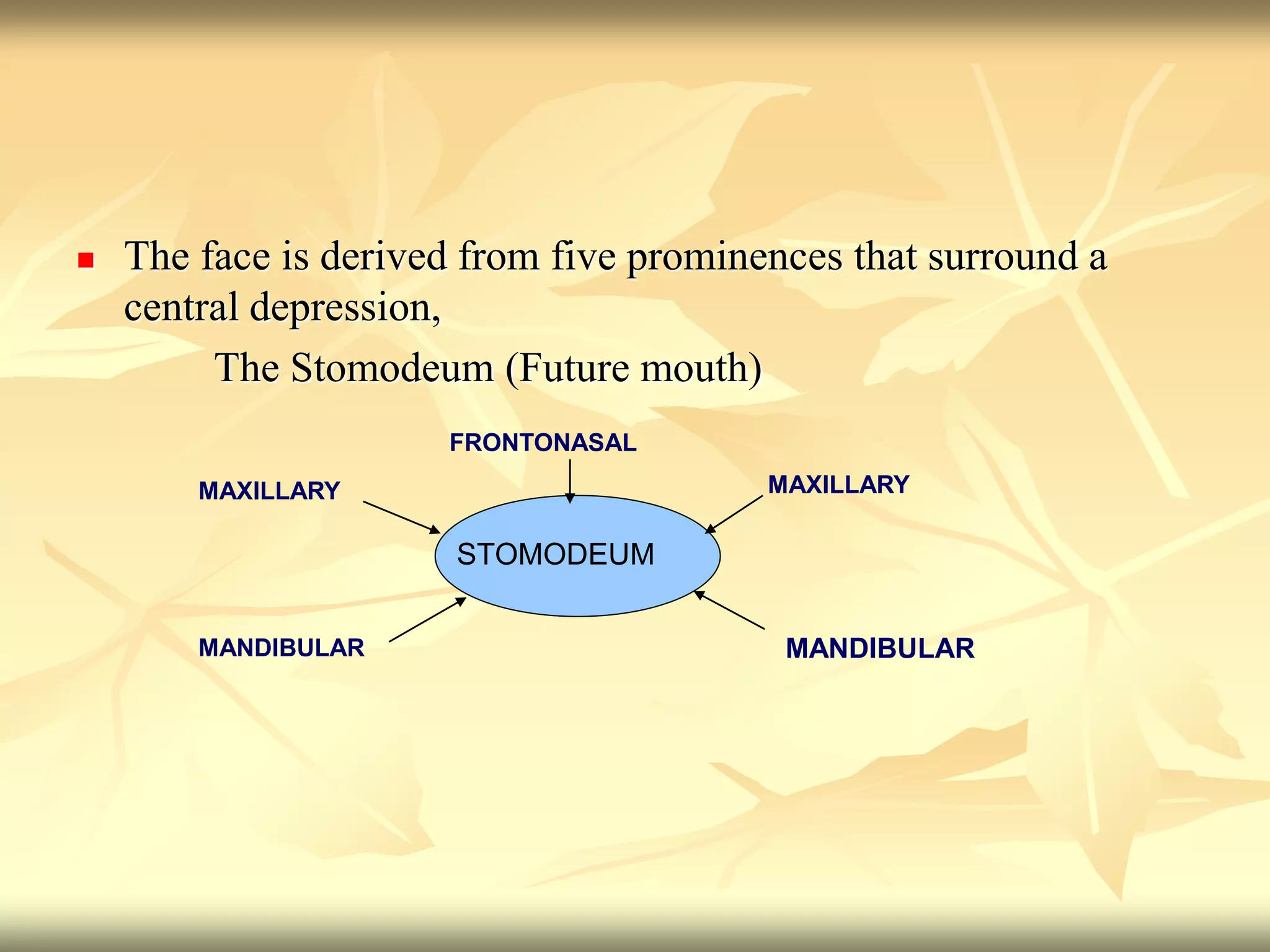 The face is derived from five prominences that surround a
central depression,
The Stomodeum (Future mouth)
STOMODEUM
FRONTONASAL
MAXILLARY
MAXILLARY
MANDIBULAR MANDIBULAR
 