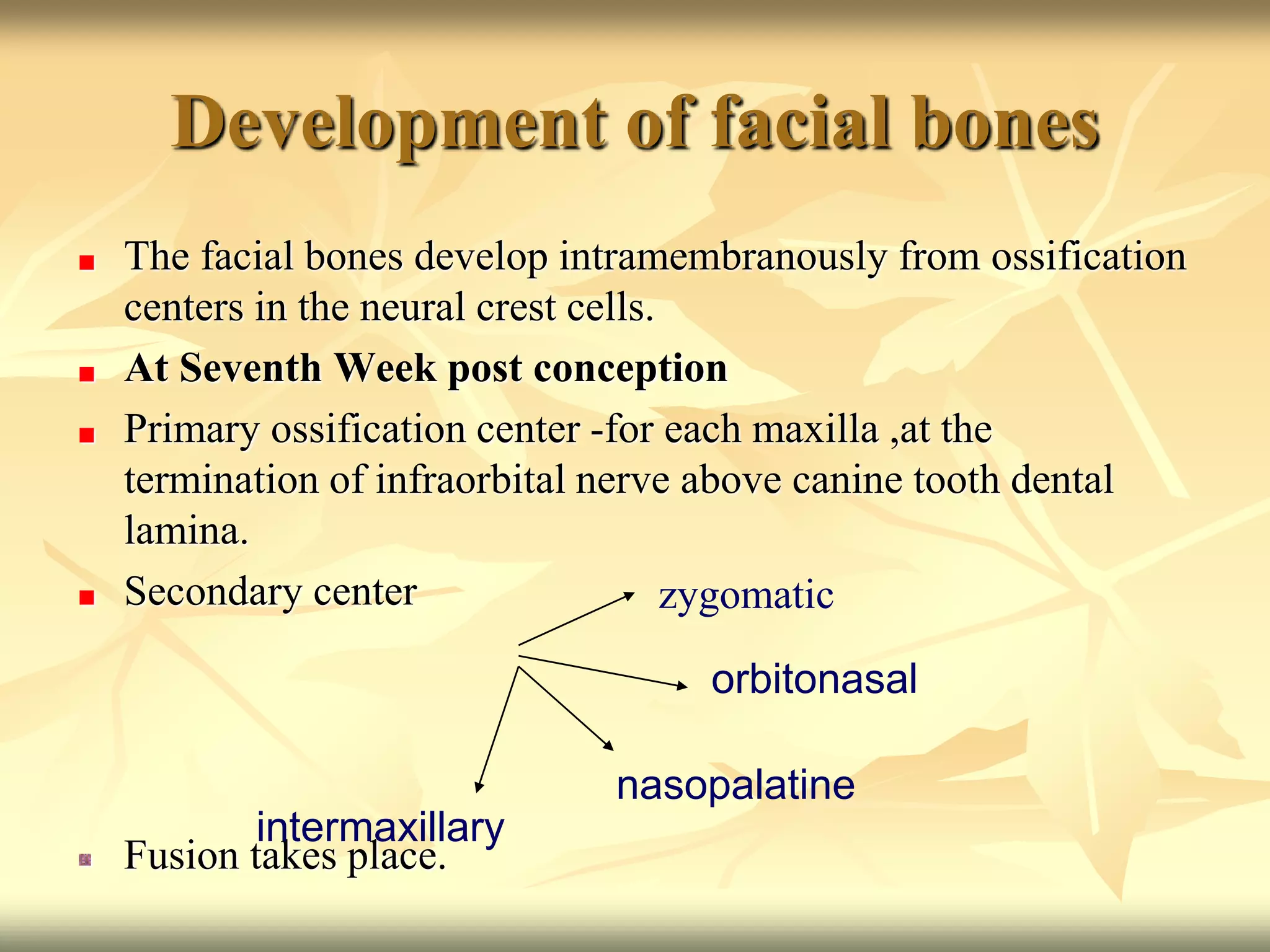 Development of facial bones
The facial bones develop intramembranously from ossification
centers in the neural crest cells.
At Seventh Week post conception
Primary ossification center -for each maxilla ,at the
termination of infraorbital nerve above canine tooth dental
lamina.
Secondary center
Fusion takes place.
zygomatic
orbitonasal
nasopalatine
intermaxillary
 
